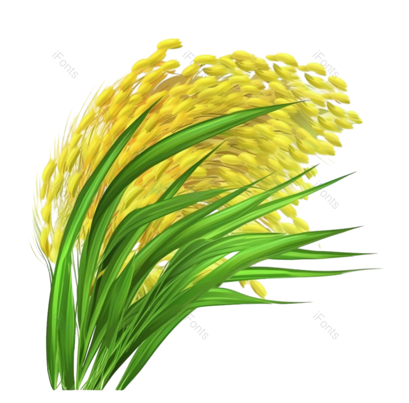 芒种图片,麦子元素,麦穗PNG,谷物免抠素材